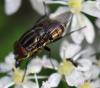 Stomorhina lunata